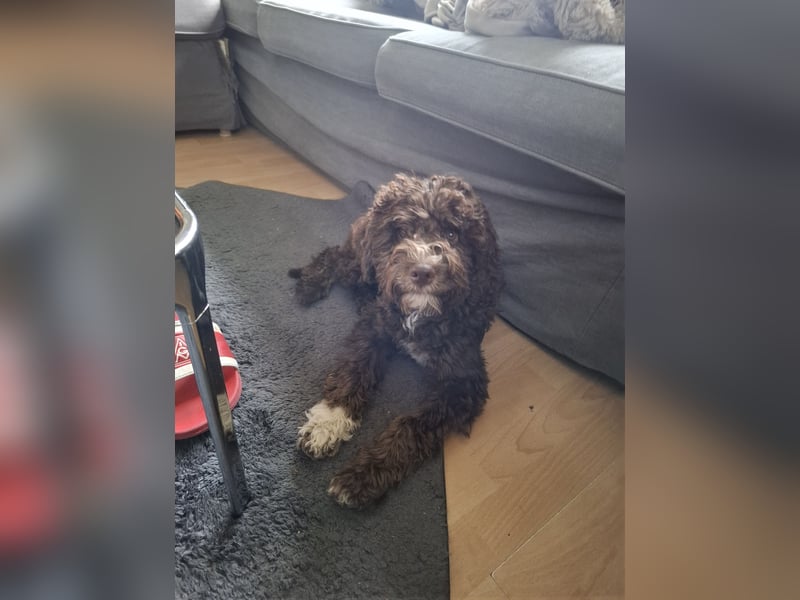 Lagotto Romagnolo Hündin mit LRWD e.V./ VDH Papieren