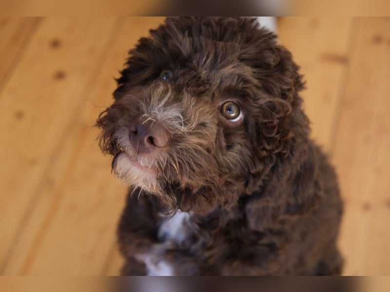 Lagotto Romagnolo Hündin mit LRWD e.V./ VDH Papieren