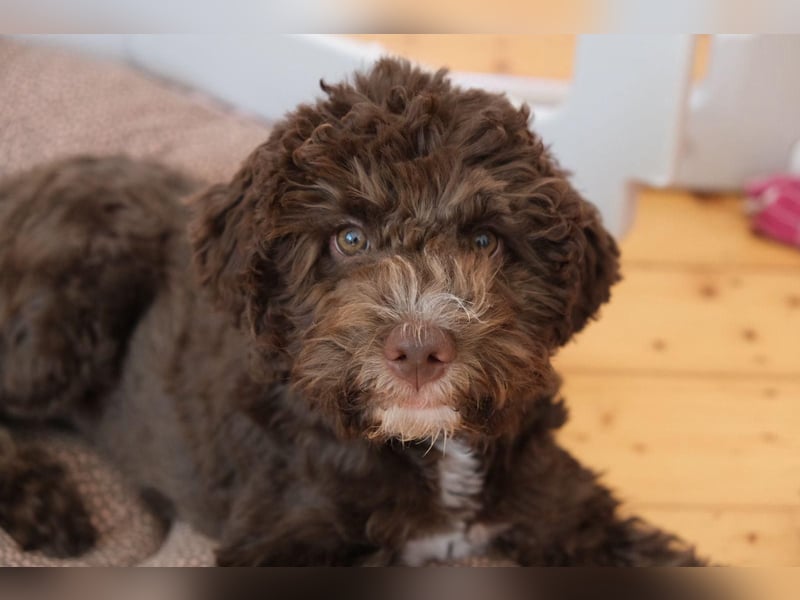 Lagotto Romagnolo Hündin mit LRWD e.V./ VDH Papieren