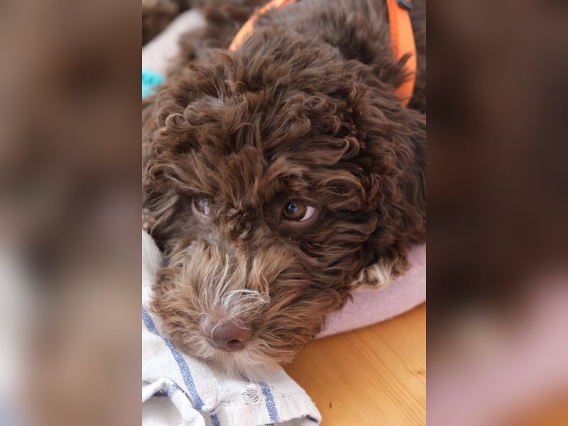 Lagotto Romagnolo Hündin mit LRWD e.V./ VDH Papieren