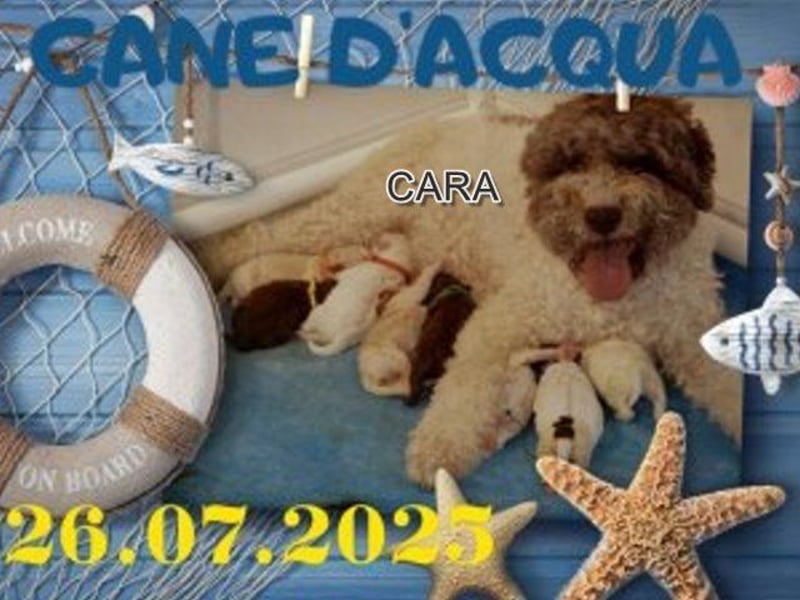 Nur noch ein Lagotto Welpe zu verkaufen aus FCI/ VDH/ LRWD e.V. Zucht, M-Wurf