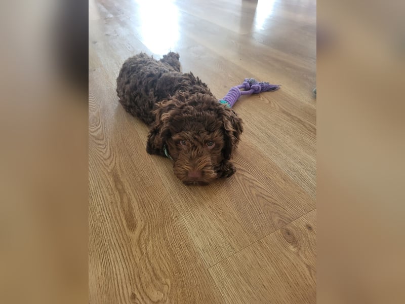 Lagotto Romagnolo Rüde sucht liebevolles Zuhause