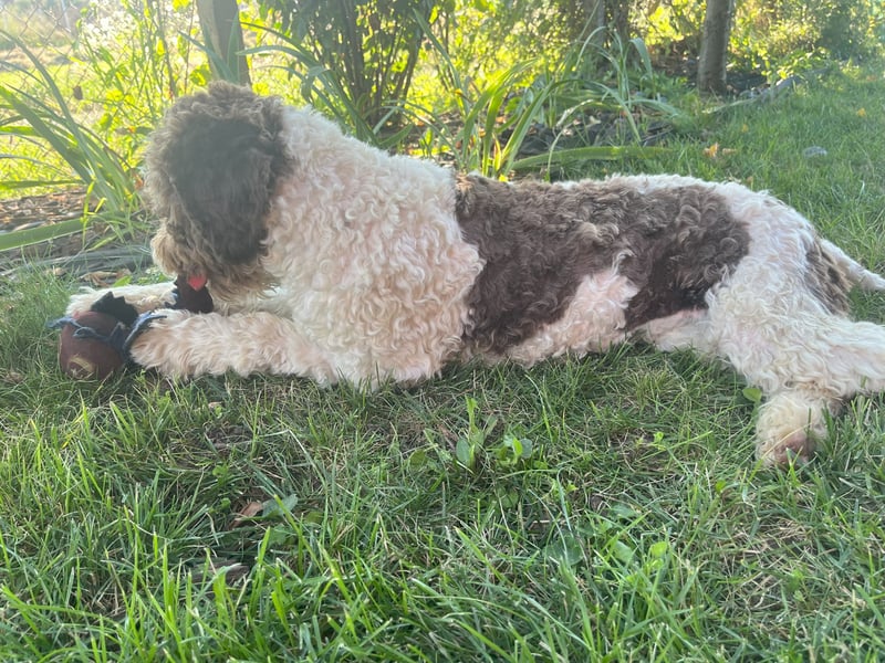 Flora, 2 Jahre alte Lagotto Romagnolo Hündin
