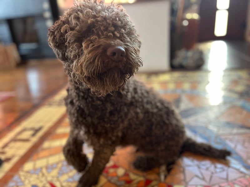 Frida, 2 Jahre alt, schöne und kluge Lagotto Romagnolo Hündin