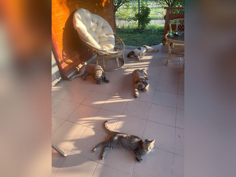 Frida, 2 Jahre alt, schöne und kluge Lagotto Romagnolo Hündin