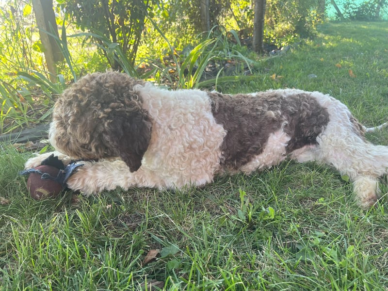 Flora, 2 Jahre alte Lagotto Romagnolo Hündin