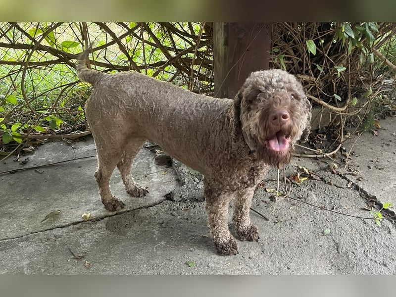 Frida, 2 Jahre alt, schöne und kluge Lagotto Romagnolo Hündin