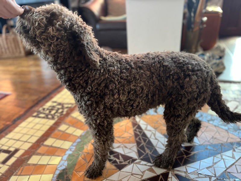 Frida, 2 Jahre alt, schöne und kluge Lagotto Romagnolo Hündin