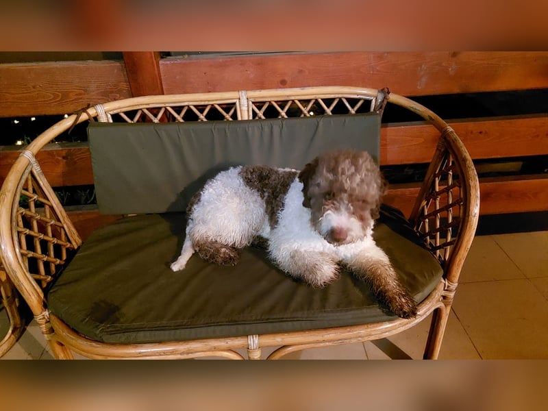 Flora, 2 Jahre alte Lagotto Romagnolo Hündin