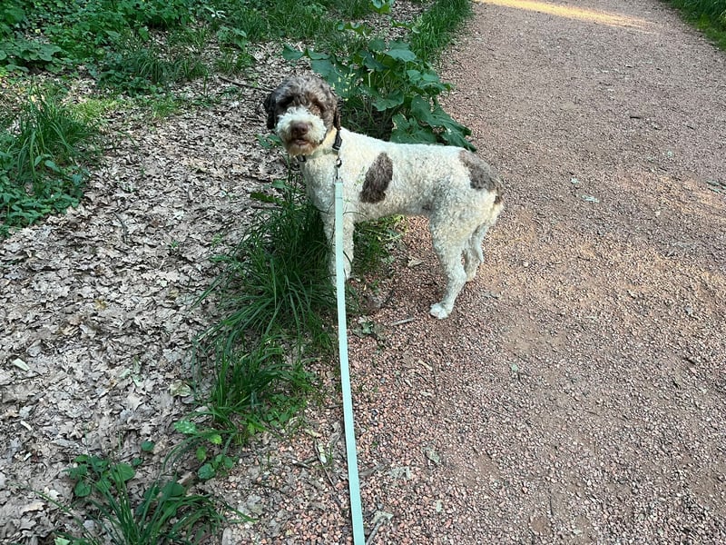 Flora, 2 Jahre alte Lagotto Romagnolo Hündin