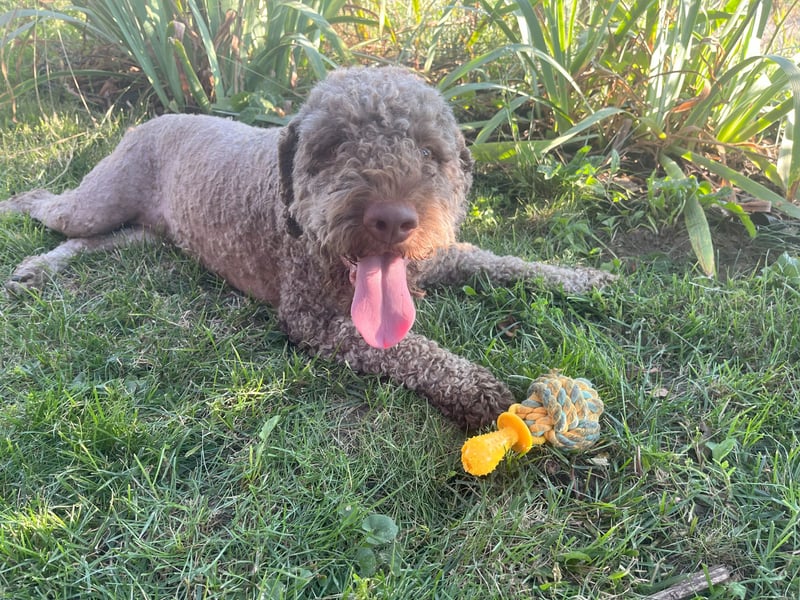 Frida, 2 Jahre alt, schöne und kluge Lagotto Romagnolo Hündin