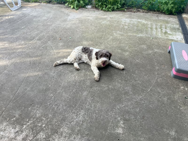 Flora, 2 Jahre alte Lagotto Romagnolo Hündin