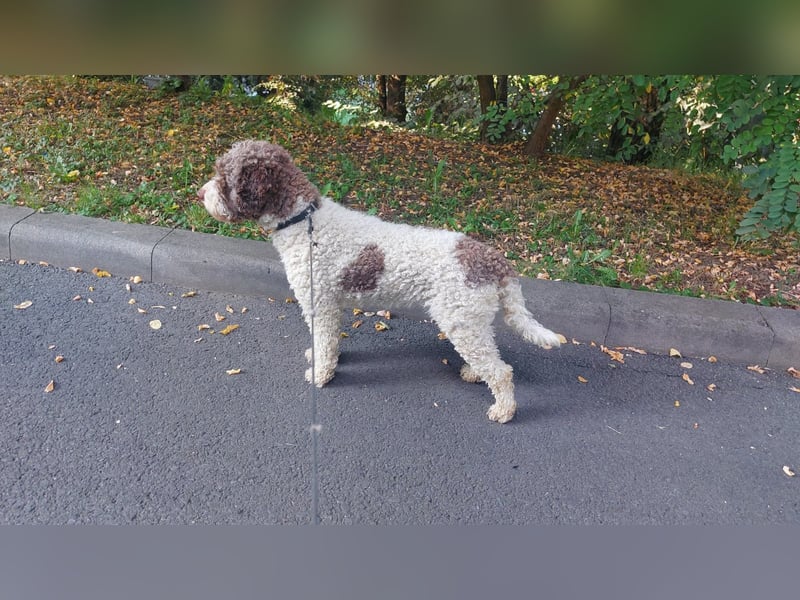 Flora, 2 Jahre alte Lagotto Romagnolo Hündin