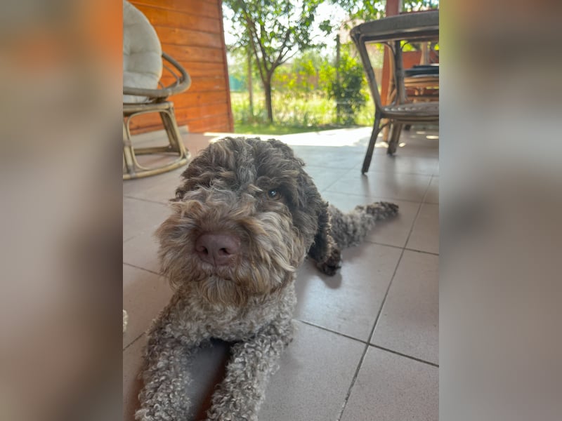 Frida, 2 Jahre alt, schöne und kluge Lagotto Romagnolo Hündin