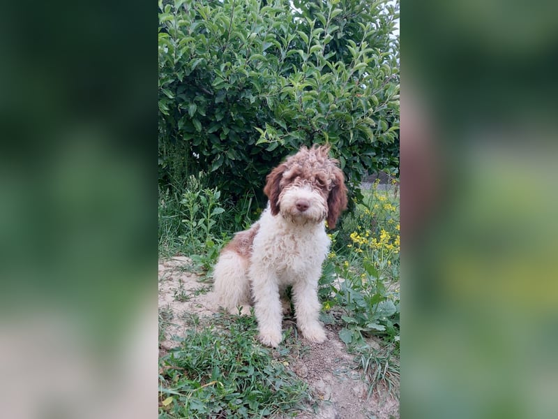 Flora, 2 Jahre alte Lagotto Romagnolo Hündin