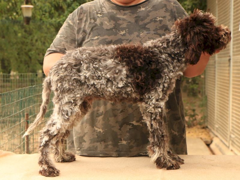 Lagotto romagnolo
