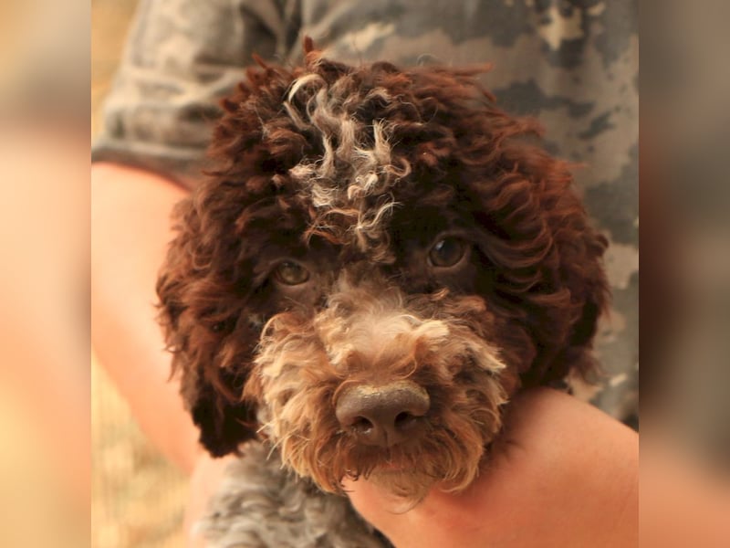 Lagotto romagnolo