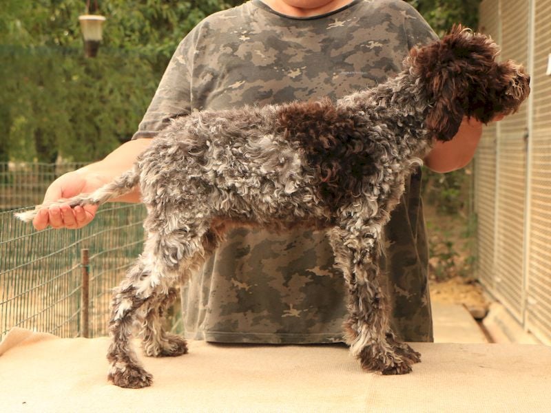 Lagotto romagnolo