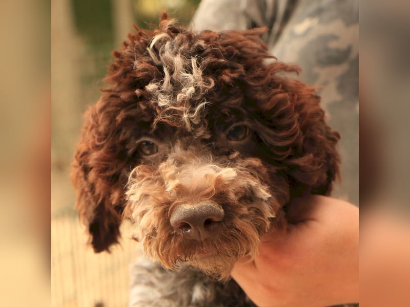 Lagotto romagnolo