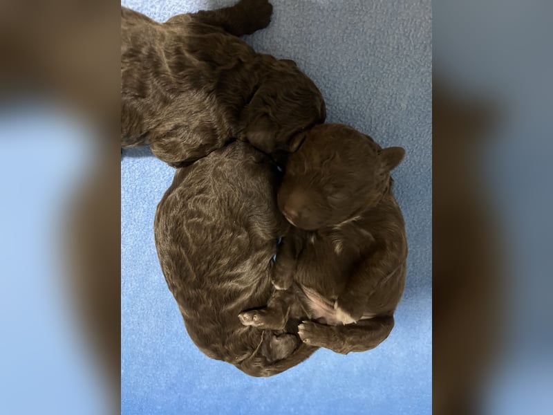 Lagotto Romagnolo – Hochwertige Welpen aus der registrierten Zuchtstätte King of the Truffles