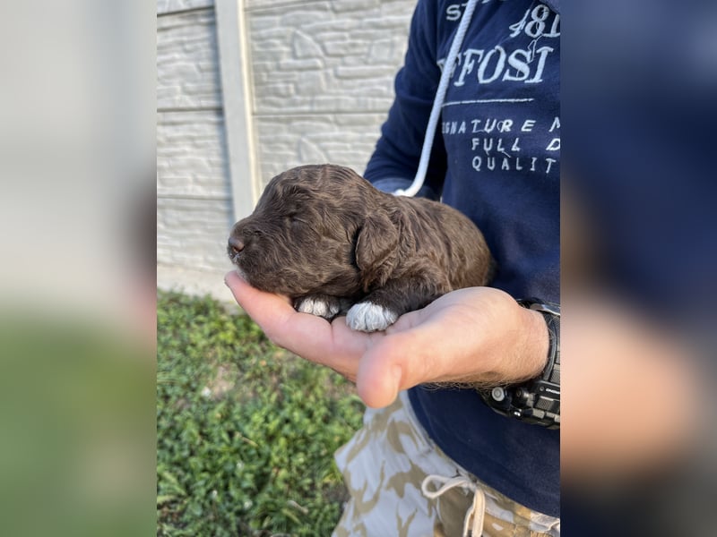 Lagotto Romagnolo – Hochwertige Welpen aus der registrierten Zuchtstätte King of the Truffles