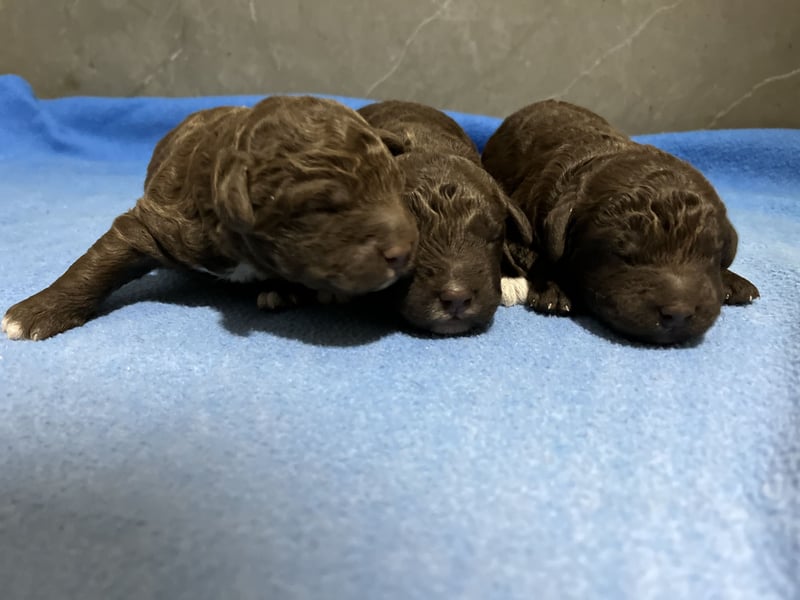 Lagotto Romagnolo – Hochwertige Welpen aus der registrierten Zuchtstätte King of the Truffles