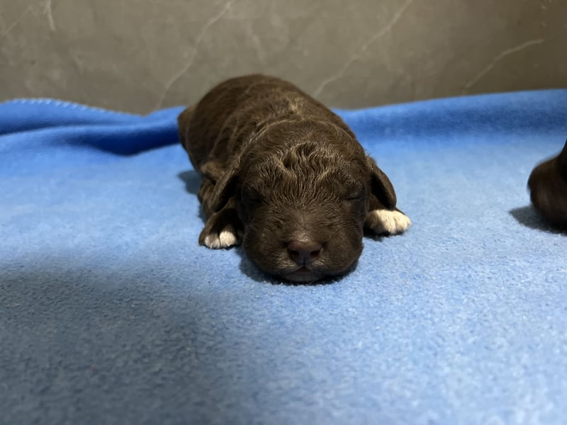 Lagotto Romagnolo – Hochwertige Welpen aus der registrierten Zuchtstätte King of the Truffles