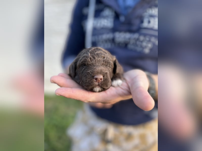 Lagotto Romagnolo – Hochwertige Welpen aus der registrierten Zuchtstätte King of the Truffles