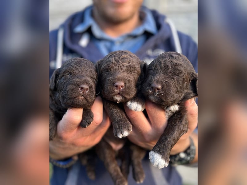 Lagotto Romagnolo – Hochwertige Welpen aus der registrierten Zuchtstätte King of the Truffles