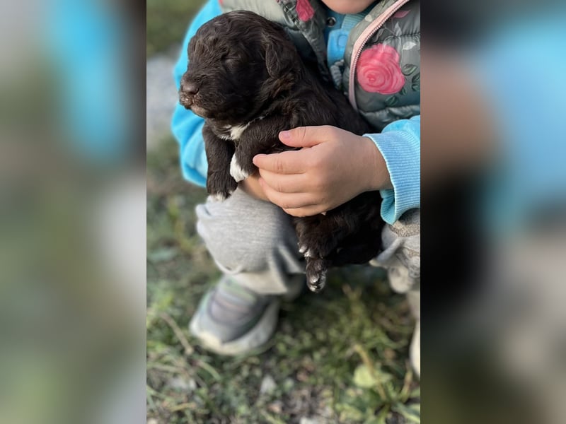 Lagotto Romagnolo – Hochwertige Welpen aus der registrierten Zuchtstätte King of the Truffles
