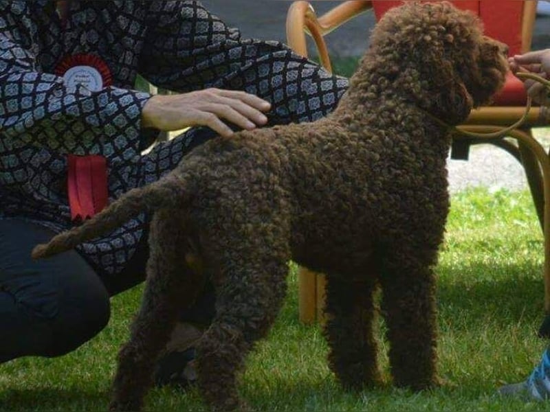 Lagotto Romagnolo – Hochwertige Welpen aus der registrierten Zuchtstätte King of the Truffles