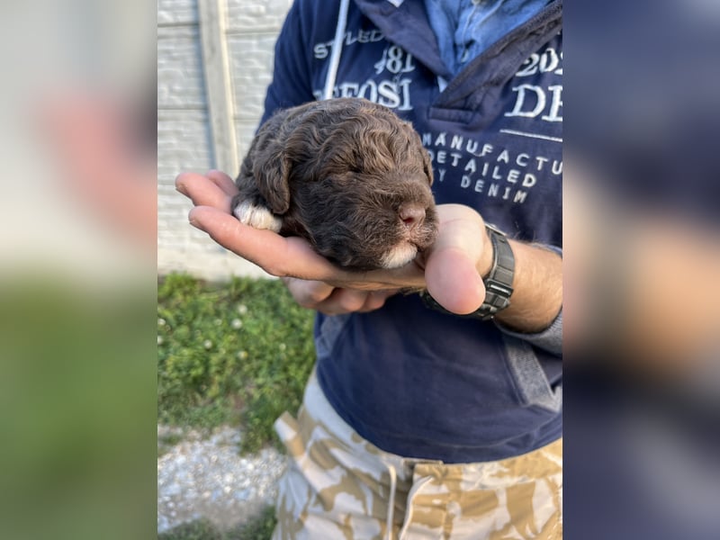 Lagotto Romagnolo – Hochwertige Welpen aus der registrierten Zuchtstätte King of the Truffles
