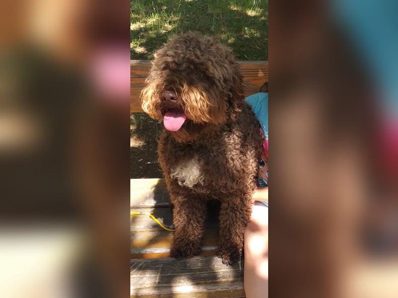 Lagotto Romagnolo – Hochwertige Welpen aus der registrierten Zuchtstätte King of the Truffles