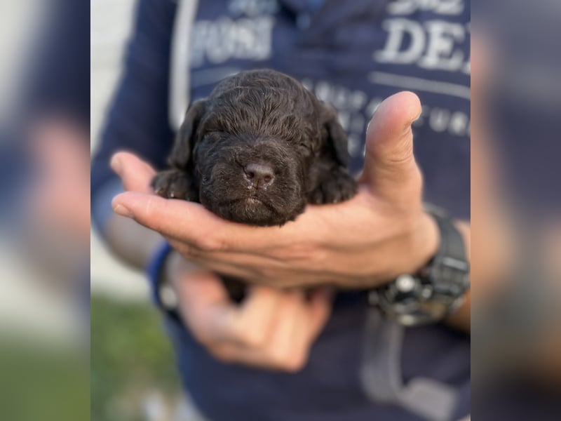 Lagotto Romagnolo – Hochwertige Welpen aus der registrierten Zuchtstätte King of the Truffles