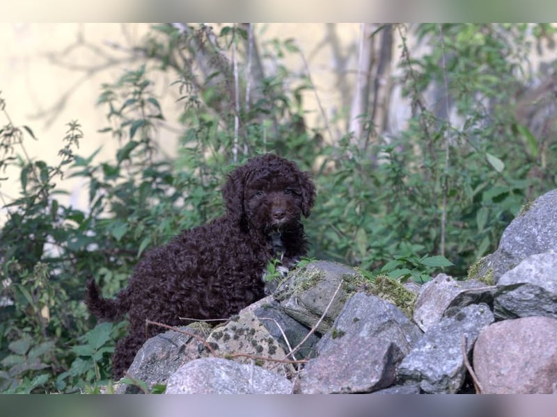 Lagotto Romagnolo
