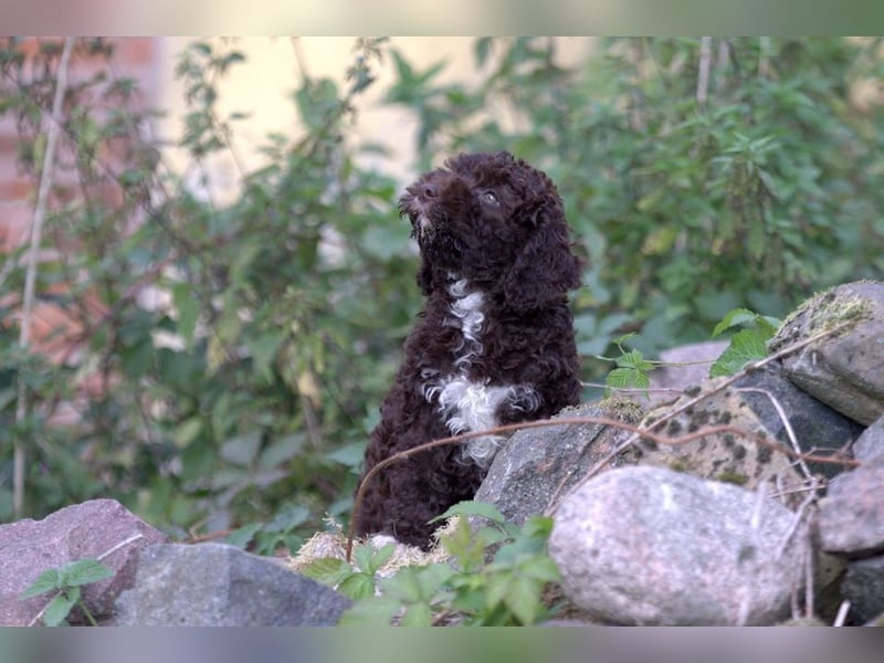 Lagotto Romagnolo