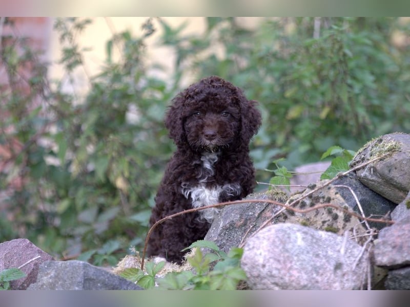 Lagotto Romagnolo