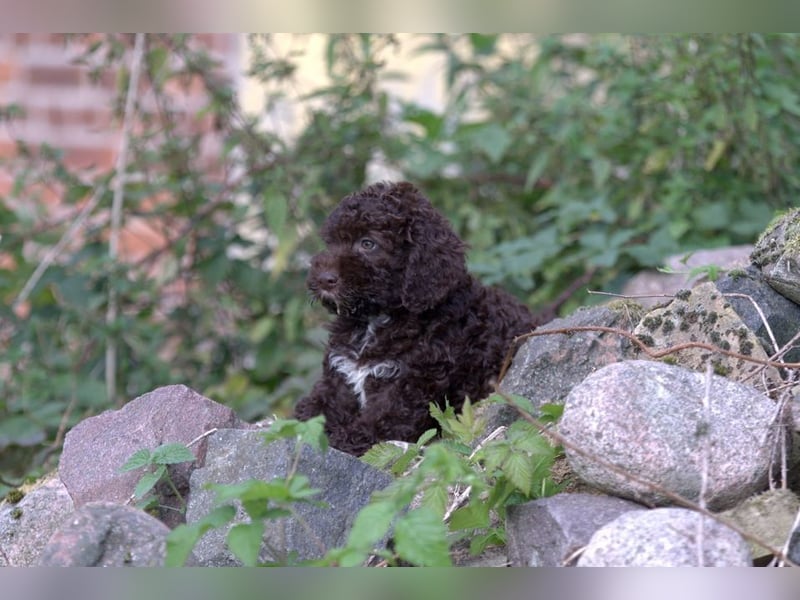 Lagotto Romagnolo