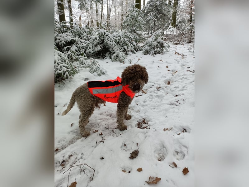 Lagotto Romagnolo