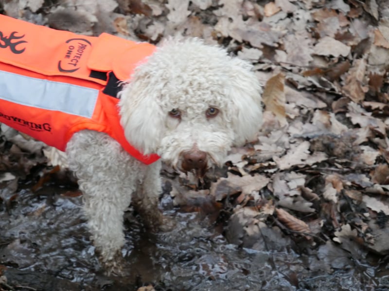Lagotto Romagnolo