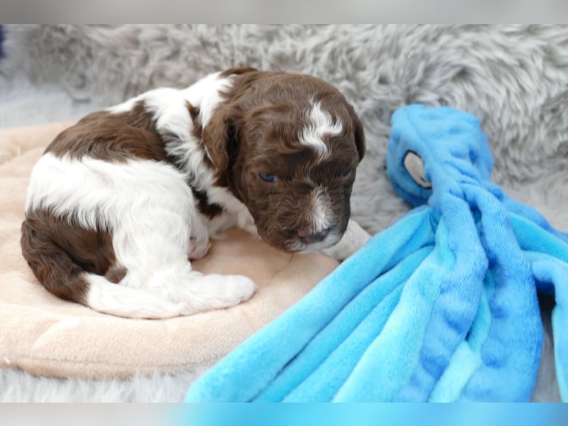 Lagotto Romagnolo Welpen mit Ahnenpass.