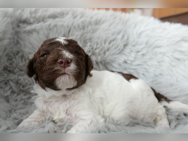 Lagotto Romagnolo Welpen mit Ahnenpass.