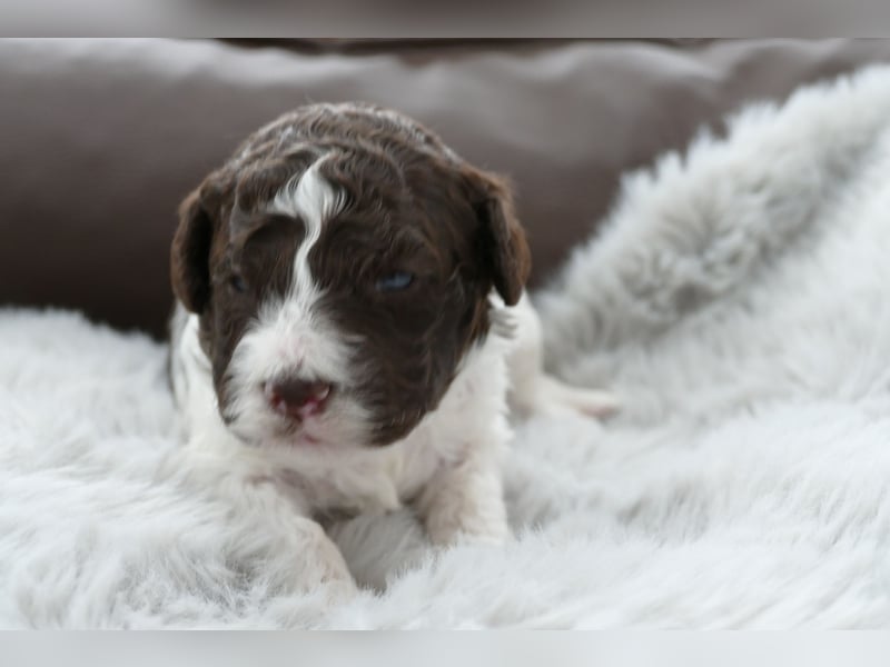 Lagotto Romagnolo Welpen mit Ahnenpass.