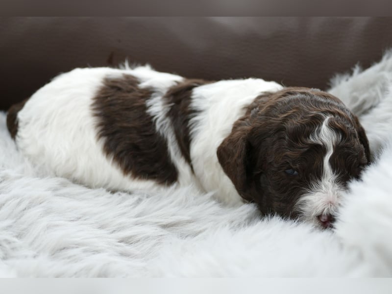Lagotto Romagnolo Welpen mit Ahnenpass.