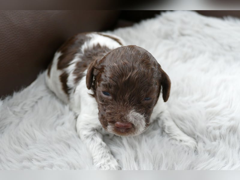 Lagotto Romagnolo Welpen mit Ahnenpass.