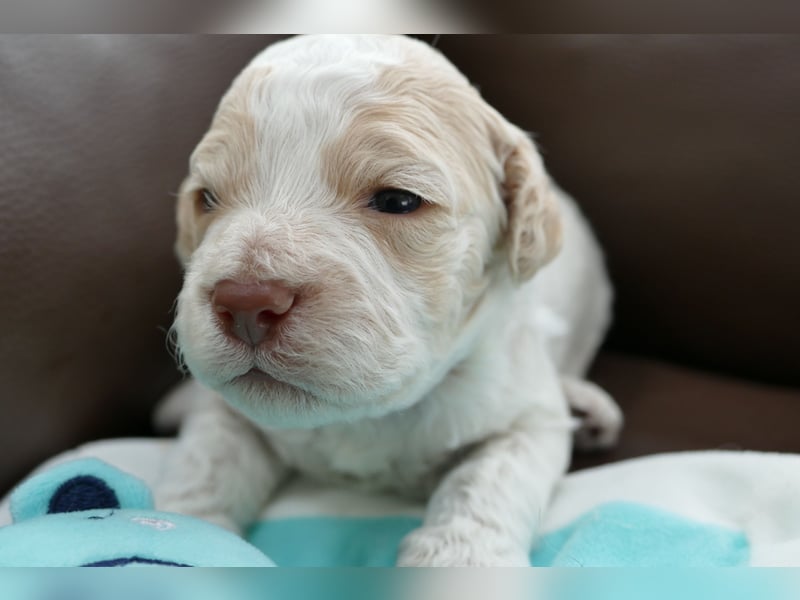 Lagotto Romagnolo Welpen mit Ahnenpass.