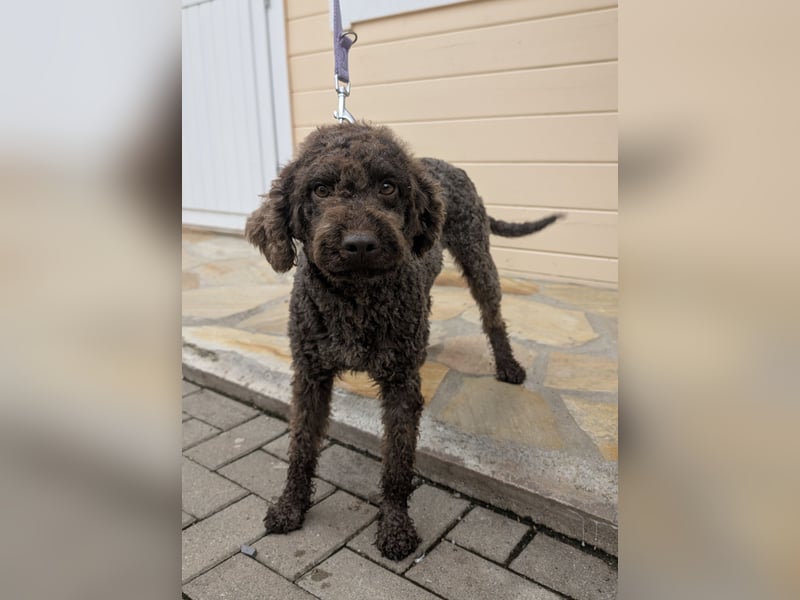 Lagotto Romagnolo Hündin mit Pap. ähnlich Pudel, Golden Doodle, Cocker Poo