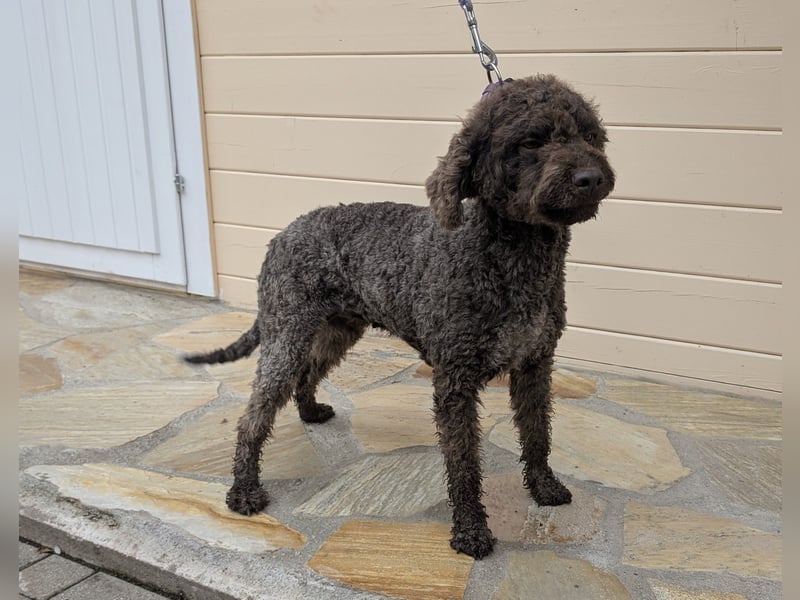 Lagotto Romagnolo Hündin mit Pap. ähnlich Pudel, Golden Doodle, Cocker Poo