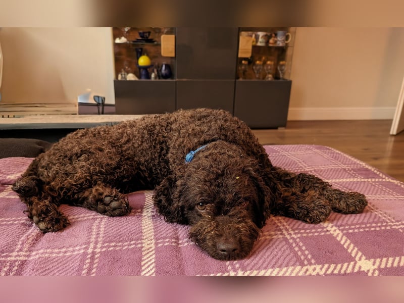 Lagotto Romagnolo Hündin mit Pap. ähnlich Pudel, Golden Doodle, Cocker Poo