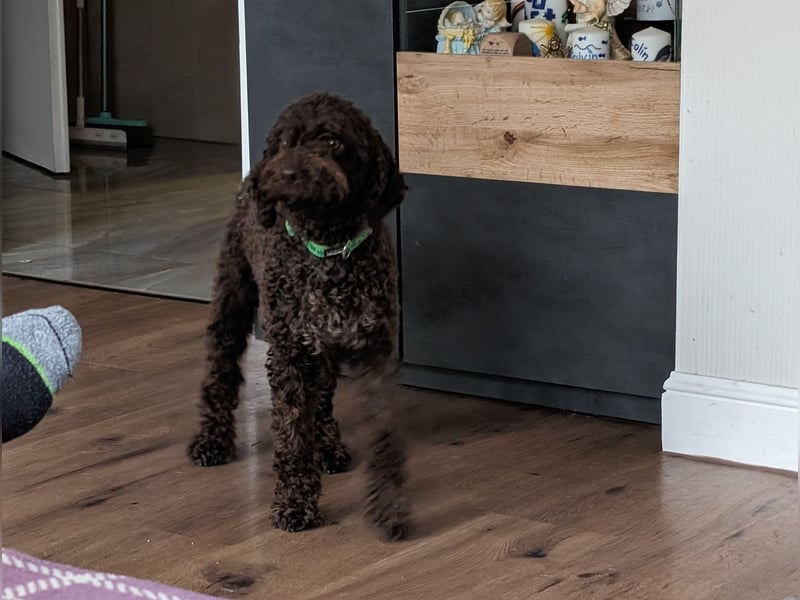 Lagotto Romagnolo Hündin mit Pap. ähnlich Pudel, Golden Doodle, Cocker Poo